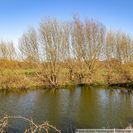 Teich am Haus