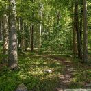 Wald gegenüber Wald gegenüber